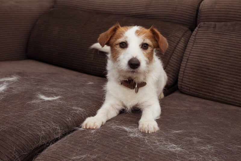 Does Your Pet Have Shedding Issues? Could CBD Be the Answer?