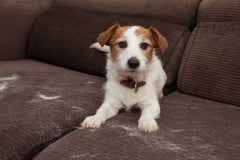 Does Your Pet Have Shedding Issues? Could CBD Be the Answer?