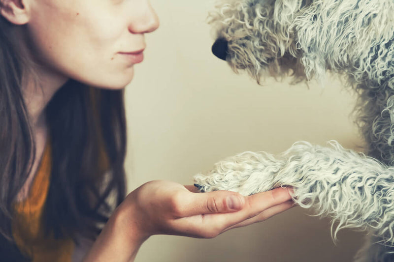 How Do Humans’ and Animals’ Endocannabinoid Systems Process CBD?
